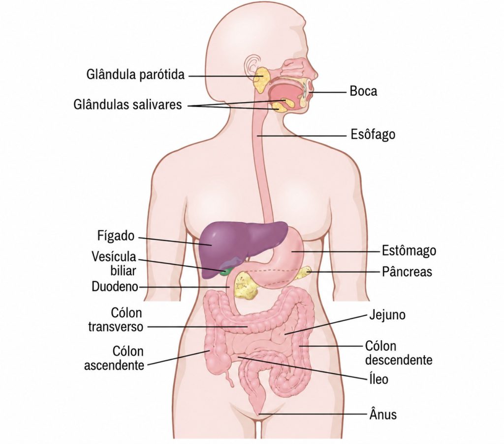 Ilustração anatômica de um corpo humano feminino destacando os órgãos do sistema digestório. O diagrama aponta e nomeia em português estruturas como glândula parótida, glândulas salivares, boca, esôfago, fígado, vesícula biliar, duodeno, estômago, pâncreas, intestinos (cólon transverso, ascendente, descendente, jejuno e íleo) e ânus.