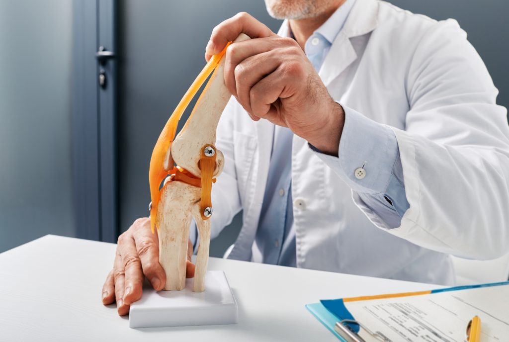 Mãos de um médico vestindo jaleco branco segurando um modelo anatômico 3D da articulação de um joelho, mostrando detalhes dos ossos, cartilagens e ligamentos, usado para explicar o desgaste articular na osteoartrite e na artrose.